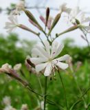 Silene italica