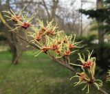 Hamamelis vernalis