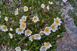 Dryas oxyodonta. Цветущие растения. Республика Тува, Монгун-Тайгинский кожуун, массив Монгун-Тайга. Июль 2010 г.