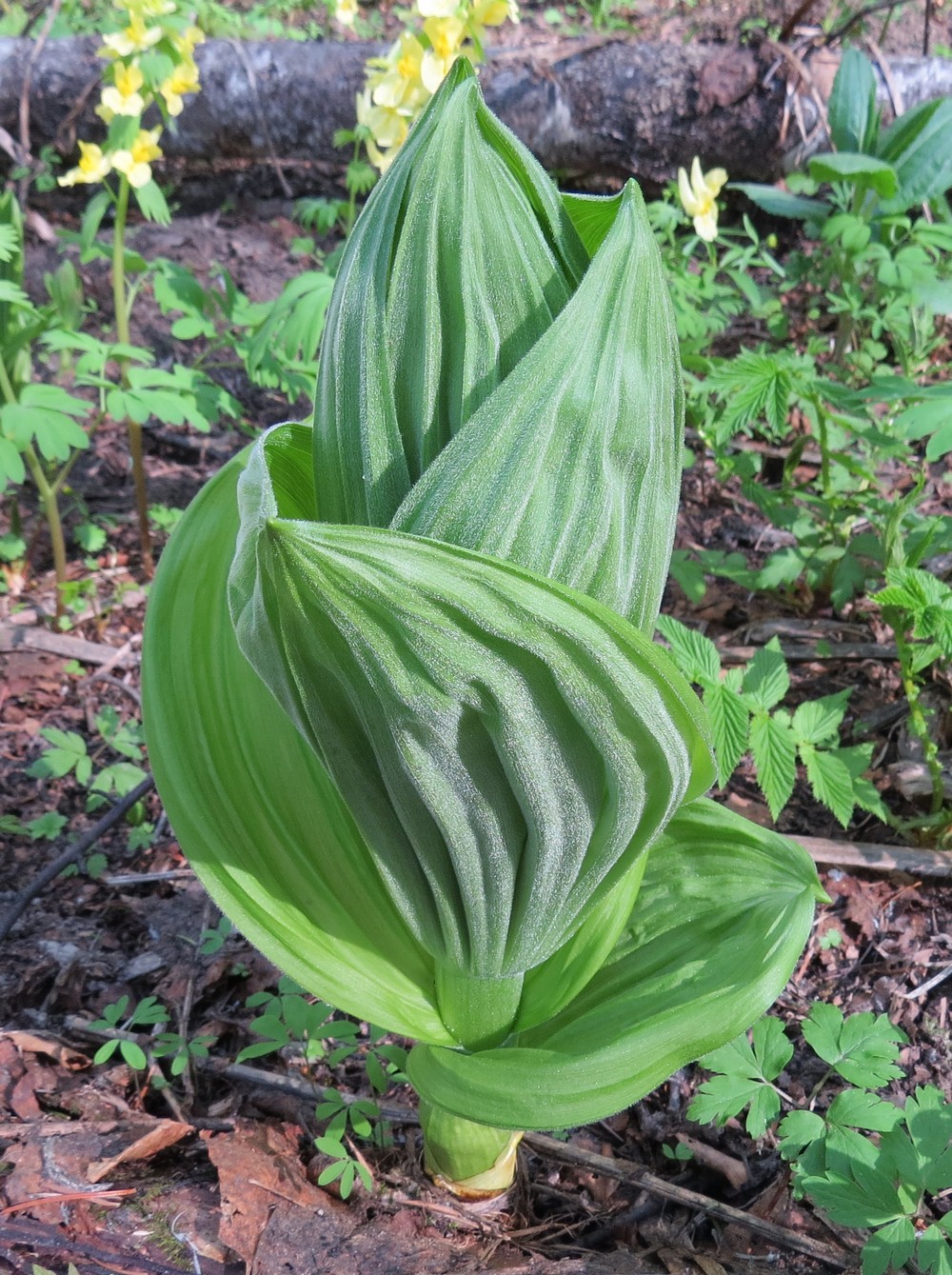 Изображение особи Veratrum lobelianum.