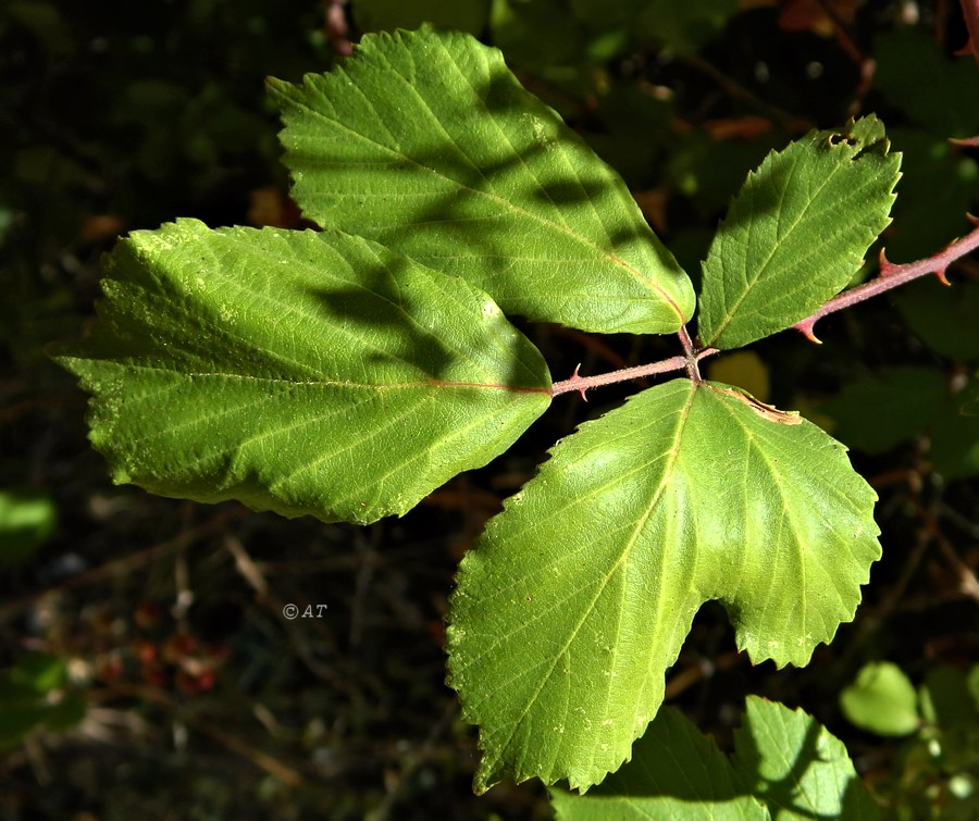 Изображение особи Rubus ulmifolius.