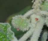 Chrozophora plicata