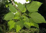 Catalpa ovata. Верхушка ветви зацветающего растения (вид с нижней стороны листьев). Приморский край, г. Владивосток, Ботанический сад-институт ДВО РАН. 08.07.2016.