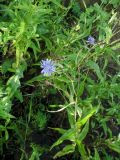 Lactuca sibirica