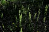 Equisetum pratense