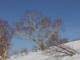 Betula lanata