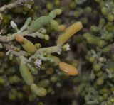 Tetraena fontanesii