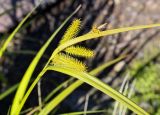 Carex pseudocyperus. Верхушка побега с соплодиями и отцветшим мужским соцветием. Пермский край, г. Пермь, Кировский р-н, песчано-гравийный холм у старицы. 22.07.2018.