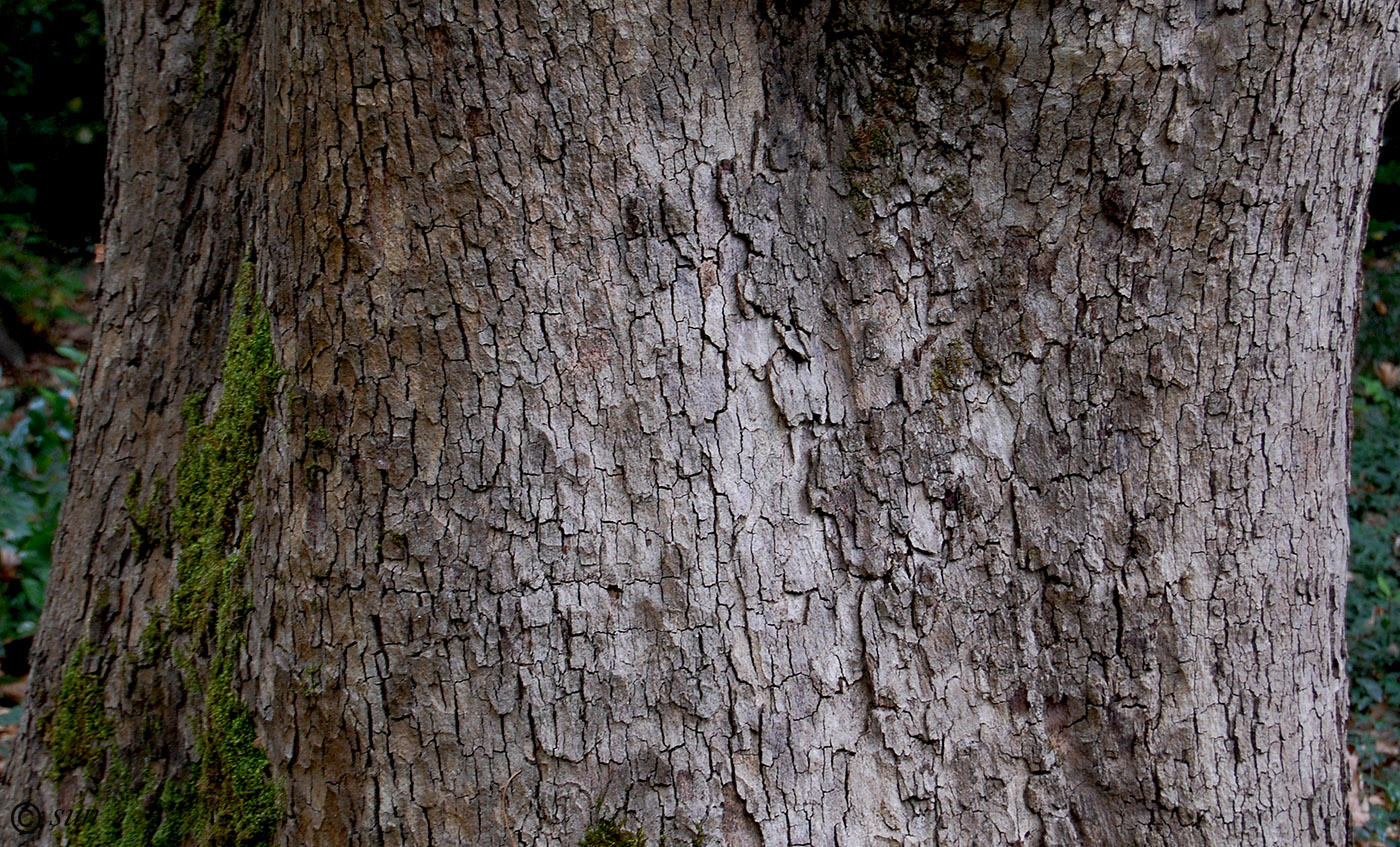 Изображение особи Platanus orientalis.