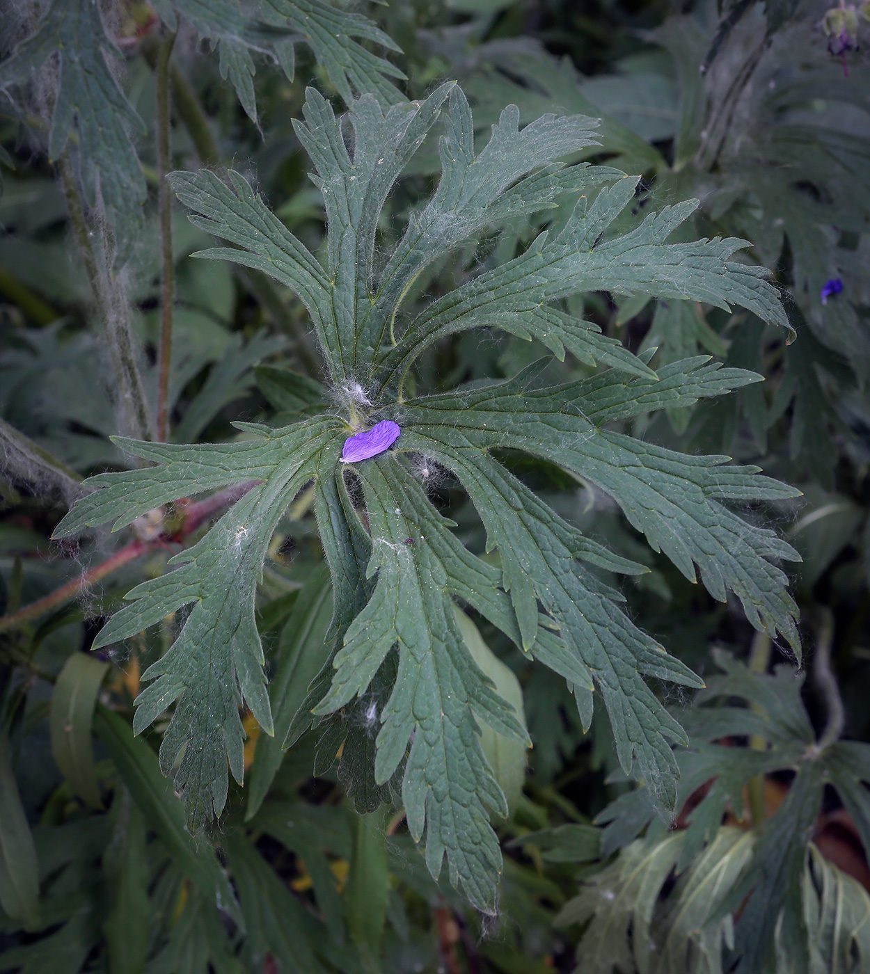 Изображение особи Geranium pratense.