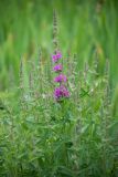 Lythrum salicaria. Верхушки зацветающих растений. Кировская обл., г. Киров, Ботанический сад Вятского государственного университета, в культуре. 07.07.2018.