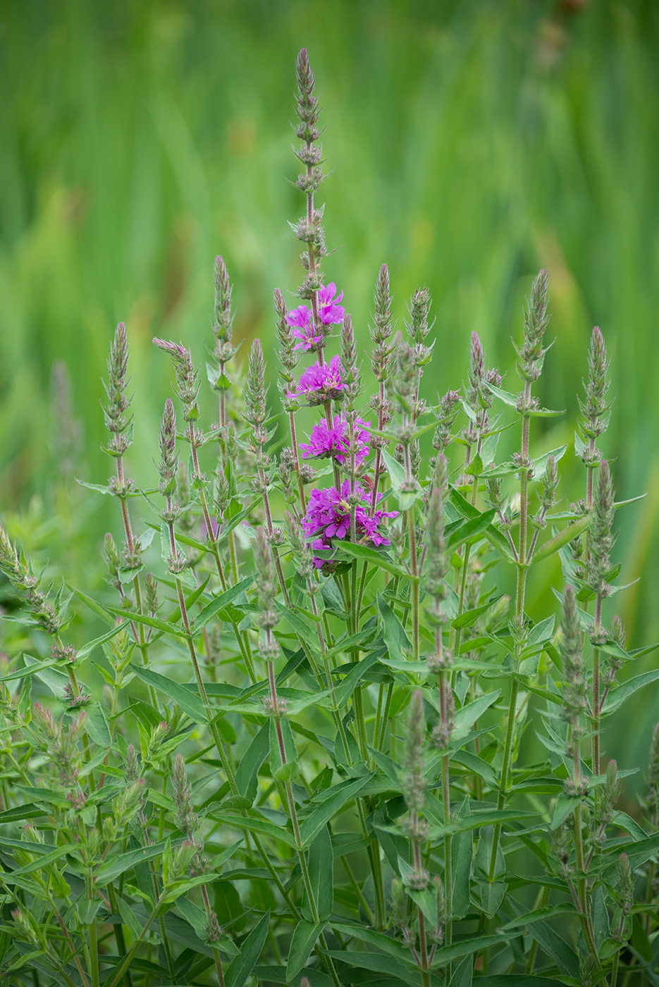 Изображение особи Lythrum salicaria.