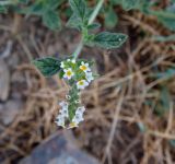 Heliotropium hirsutissimum. Соцветие. Турция, Анталья, р-н Аланья, левый борт долины р. Дим, окр. пещеры Дим, на мелкоземе у дороги на краю соснового леса среди рудеральных видов. 22.08.2018.