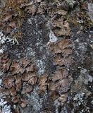 семейство Umbilicariaceae. Талломы на скале. Алтай, Онгудайский р-н, Семинский перевал, ≈ 1700 м н.у.м., хвойный лес. 10.06.2019.