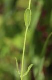 Linum catharticum