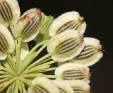 Angelica anomala