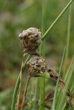 Allium schoenoprasum