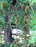 Larix decidua