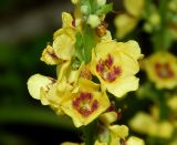 Verbascum nigrum