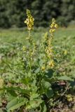 Verbascum pyramidatum. Цветущее растение. Краснодарский край, Кавказский биосферный заповедник, долина р. Малая Лаба, поляна в широколиственном лесу. 17.07.2021.