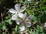 Geranium collinum