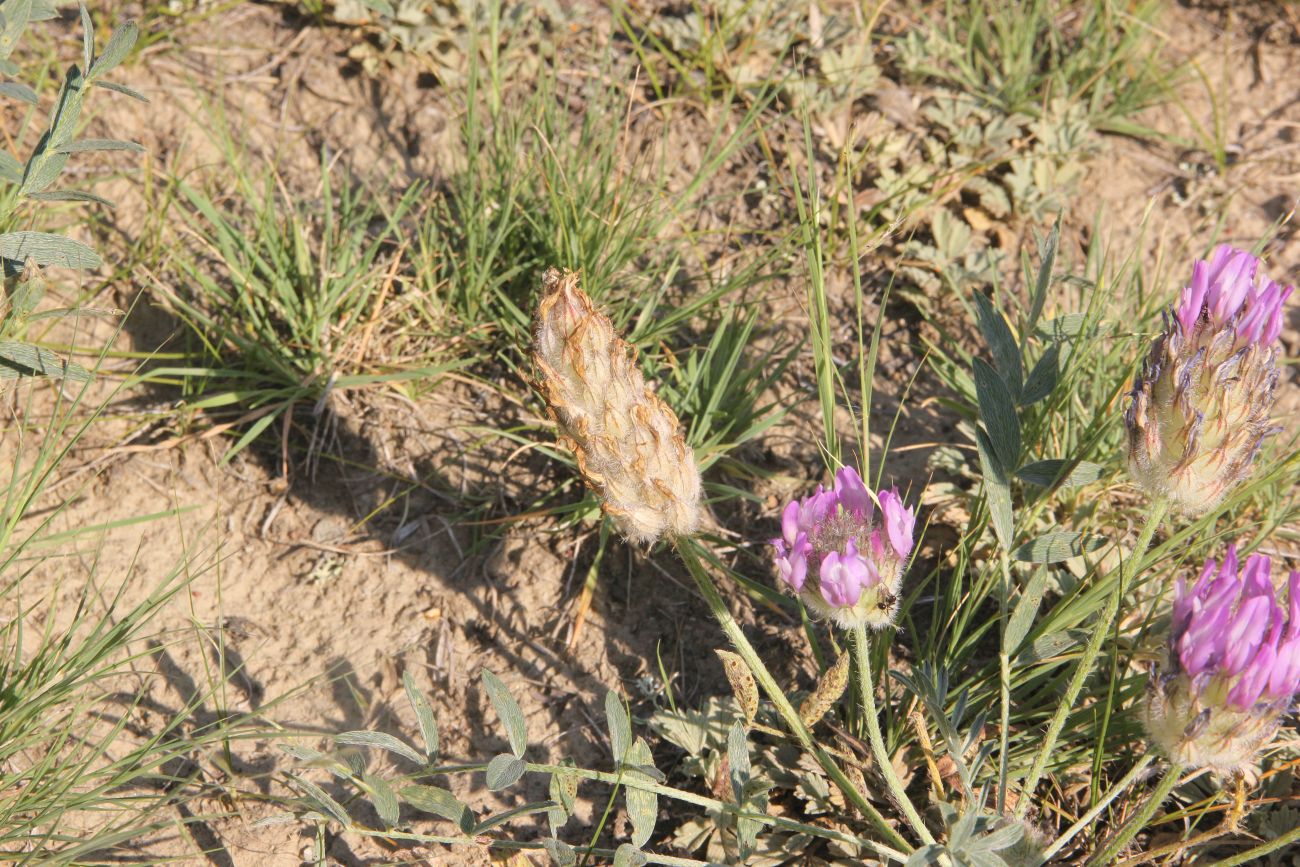 Изображение особи Astragalus laguroides.