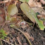 Asarum europaeum