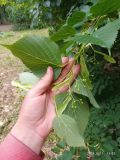 Tilia begoniifolia