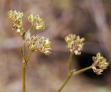 Valerianella dentata