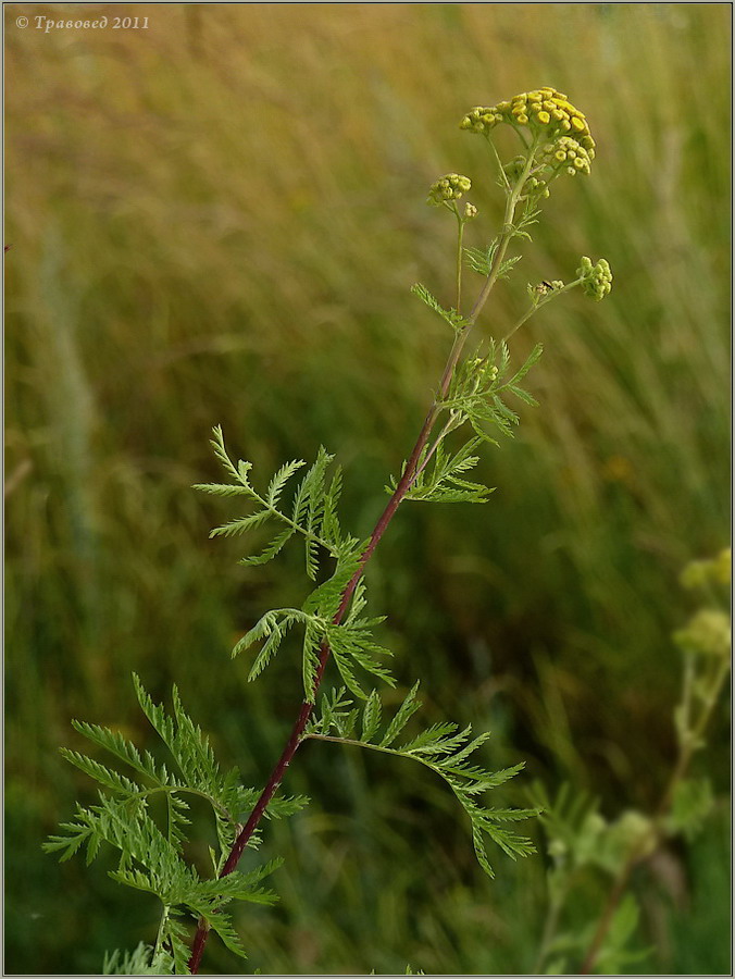 Image of Tanacetum vulgare specimen.