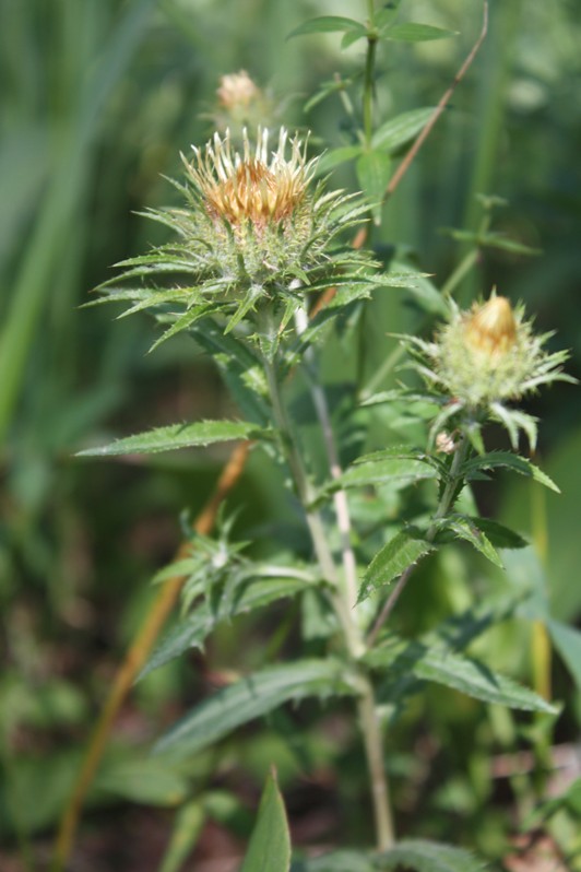 Изображение особи Carlina fennica.