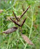 Vicia cracca. Зрелые плоды. Чувашия, окр. г. Шумерля, берег р. Паланка возле старой водокачки. 19 августа 2011 г.