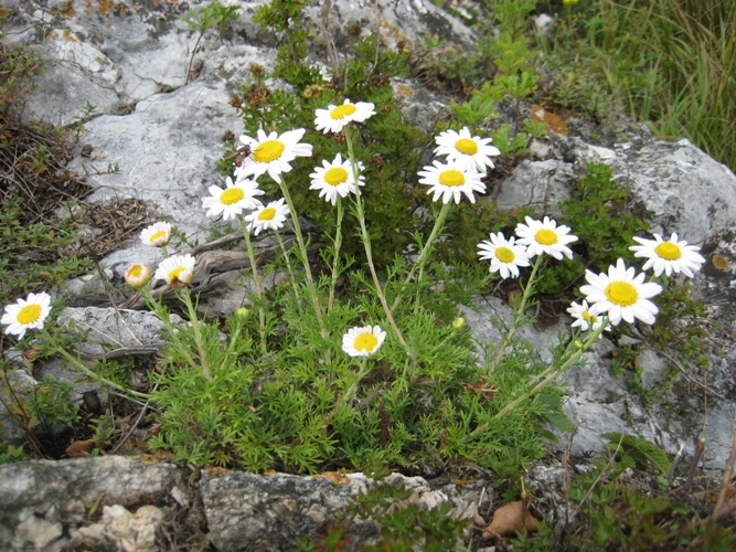 Изображение особи Chrysanthemum maximowiczii.