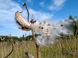 Asclepias syriaca