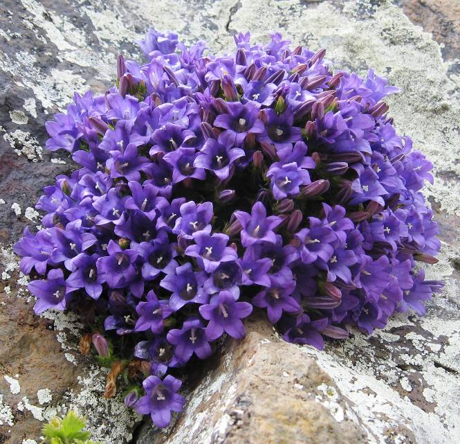 Изображение особи Campanula bayerniana.