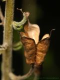 Aconitum septentrionale