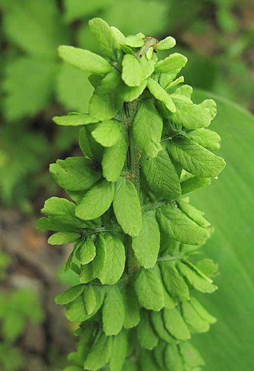 Image of Matteuccia struthiopteris specimen.