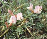 Astragalus lenensis. Верхушка цветущего и плодоносящего растения. Якутия (Саха), окр. г. Якутска, холмы с юга от города. 11.06.2012.