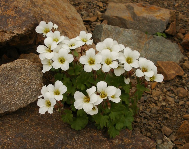 Изображение особи Saxifraga sibirica.