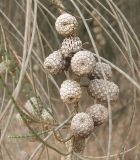 Casuarina equisetifolia. Ветвь с соплодиями. Израиль, Северный Негев, лес Лаав. Январь 2007 г.