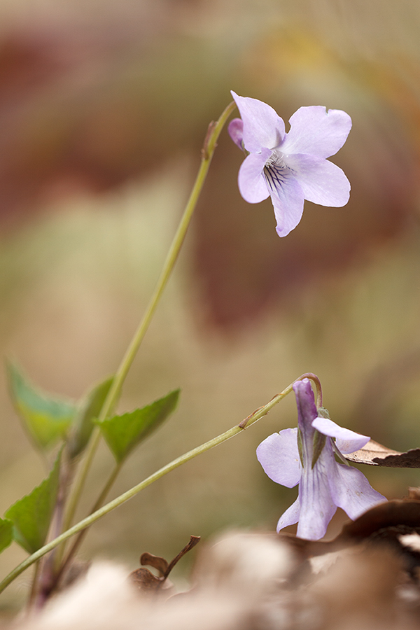 Изображение особи Viola sieheana.