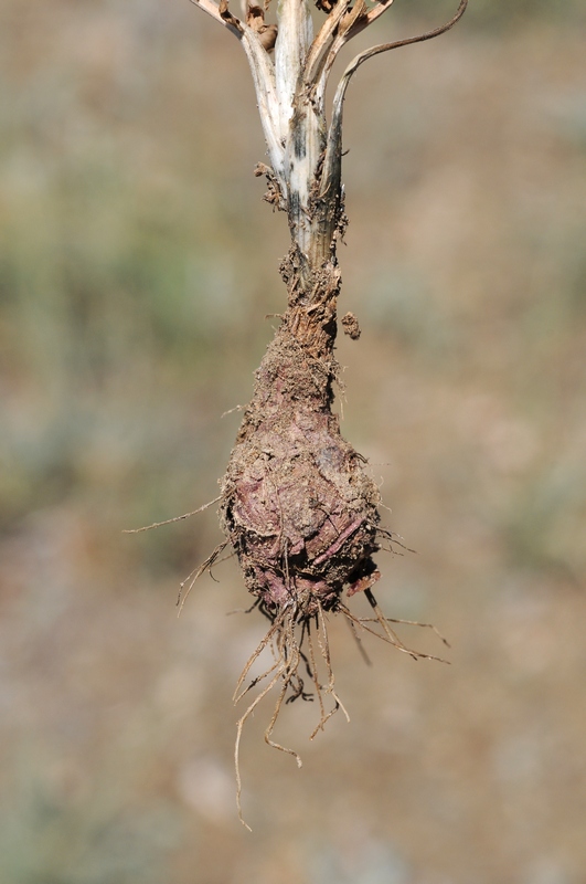 Image of Oedibasis apiculata specimen.