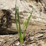 Ornithogalum woronowii. Зацветающее растение на уступе скалы. Краснодарский край, Новороссийский р-н, гора Рябкова, скальнодубово-грабинниковый лес на вершине горы, скальное обнажение. 11.04.2014.