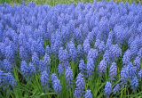 Muscari armeniacum