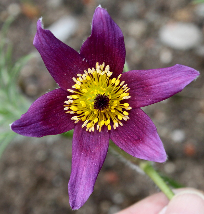 Изображение особи Pulsatilla vulgaris.