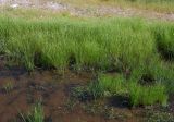 Juncus bufonius