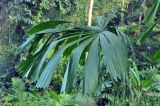 Licuala peltata. Лист. Андаманские острова, остров Северный Андаман, окр. г. Диглипур, опушка влажного тропического леса.