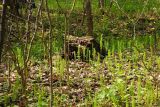 Equisetum sylvaticum