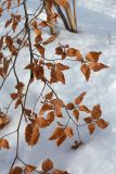 Fagus sylvatica