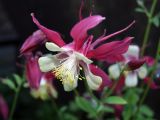 Aquilegia coerulea